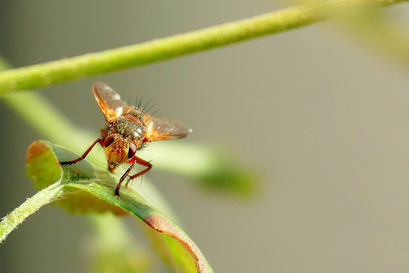 how can pest control suppliers stop the zika virus from spreading