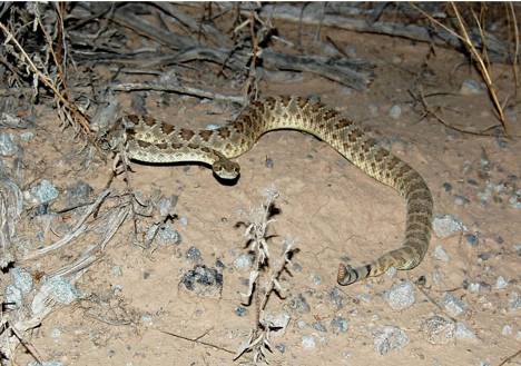 rattlesnakes in Arizona 